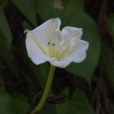 [One open white flower bloom. The petals on this flower are all connected so its like a white bowl. There are several dark insects inside of the flower.]